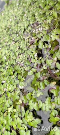 Ряска, много ряски