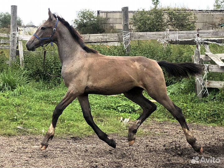 Жеребец орловский рысак