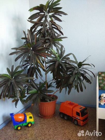 Комнатные растения цветы большие