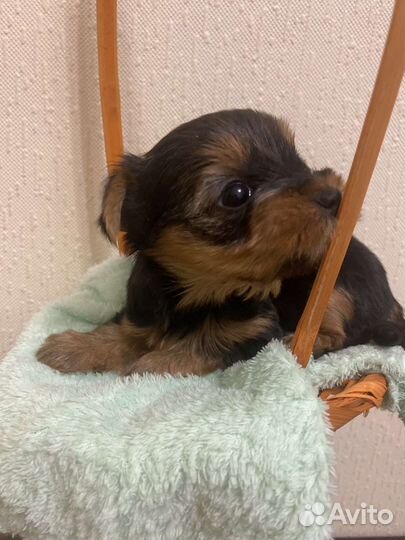 Йоркширский терьер щенки