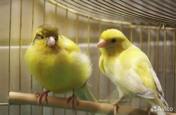 Птицы поющие Канарейки
