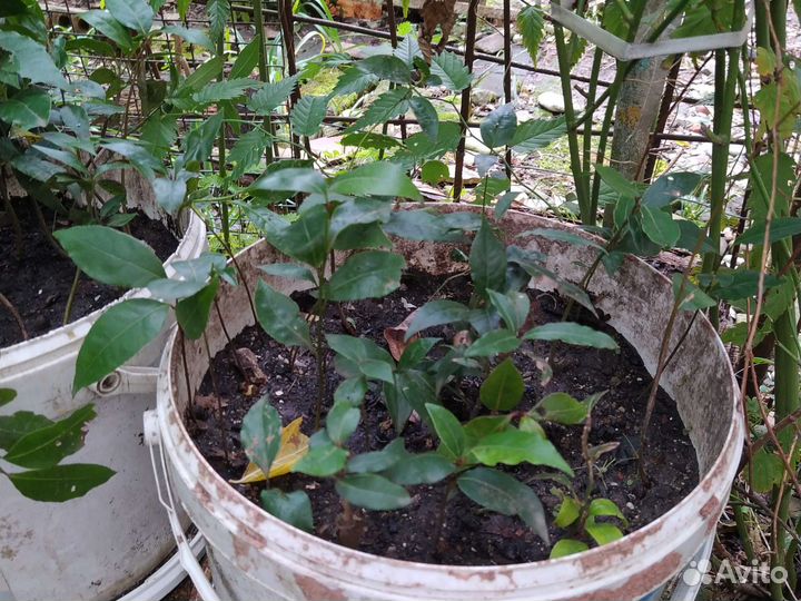 Саженцы лаврового листа