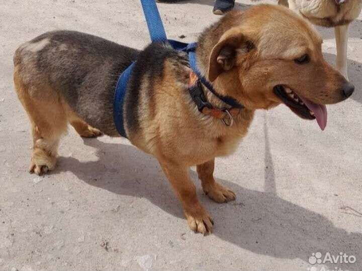 Собачки в добрые руки