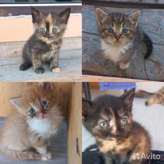 Котята в добрые руки