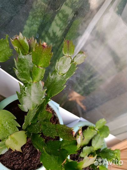 Декабрист жёлтый, молодые растения с бутонами