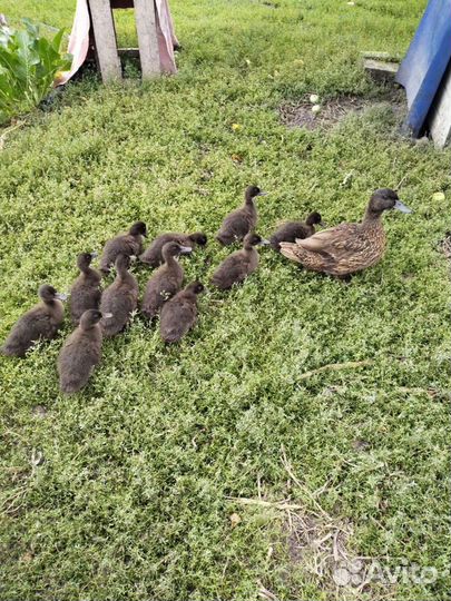 Подсадные утки чубарые