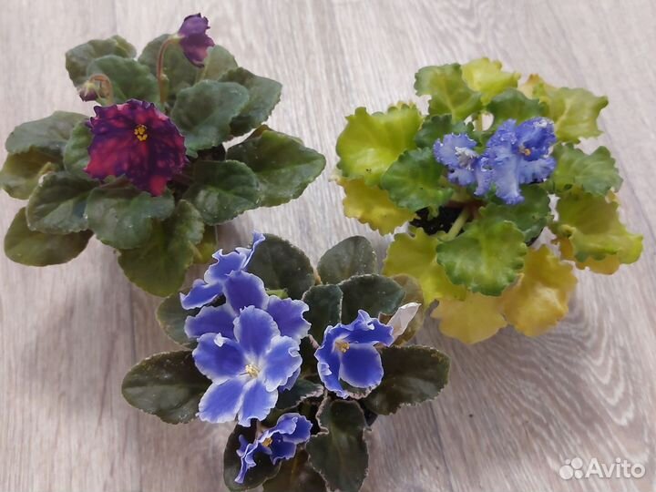 Сортовые фиалки цветущие