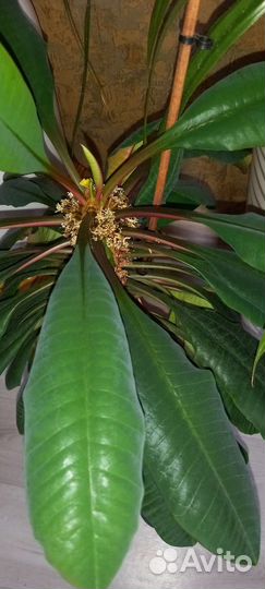 Молочай трехгранный