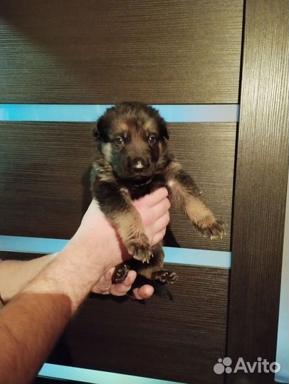 Продам щенков немецкой овчарки