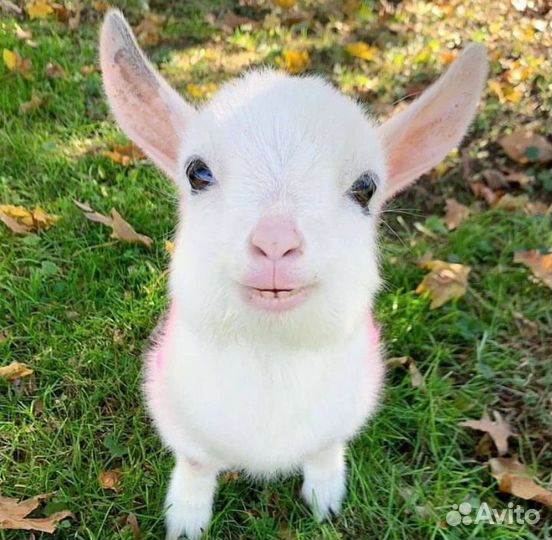 Работа выгул собак