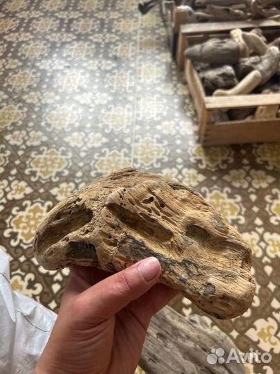 Коряги дрифтвуд