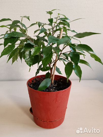 Фикус бенджамина Наташа