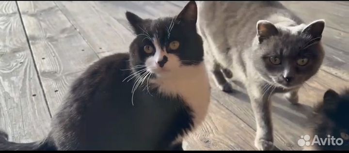 Котята в добрые руки