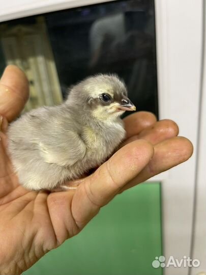 Бройлер импорт