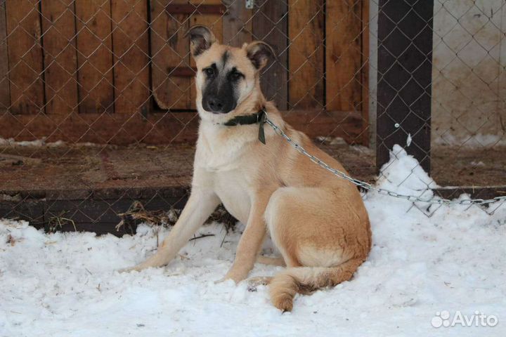 Собаки в добрые руки