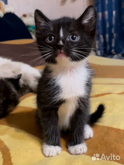 Котята в добрые руки бесплатно