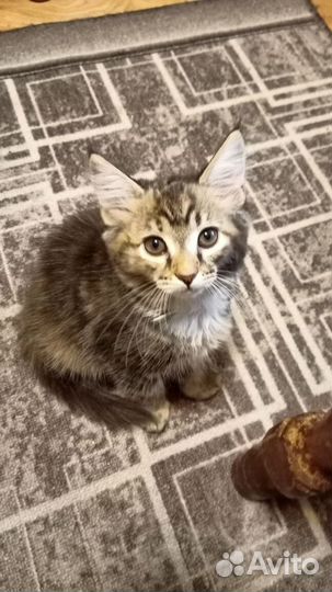 Котята мейн-кун