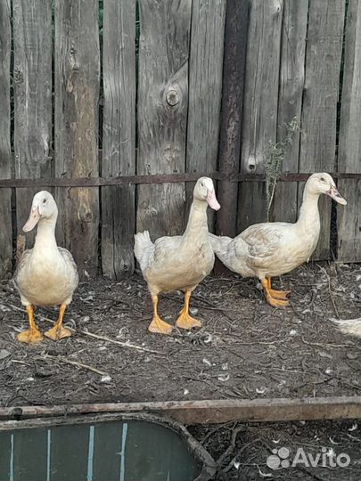 Мясо утки мулард