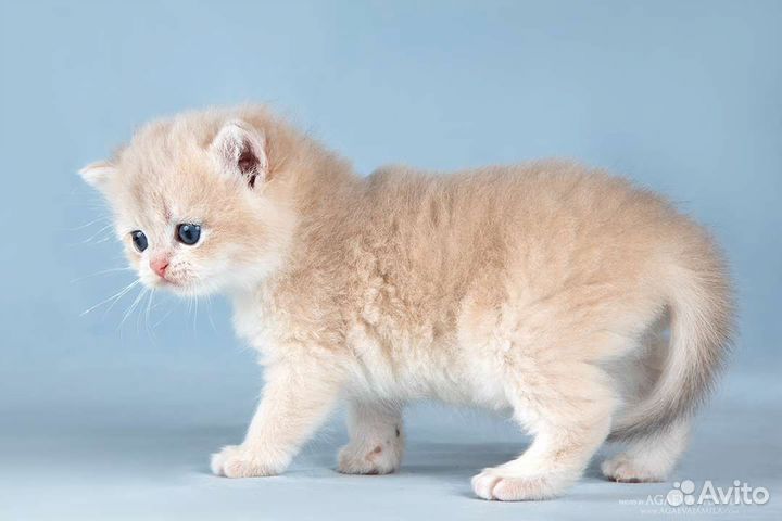 Мальчик голубое золото