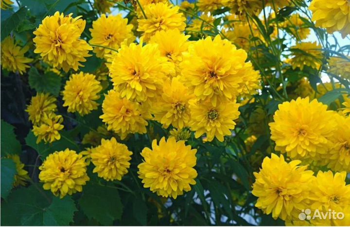 Многолетние цветы