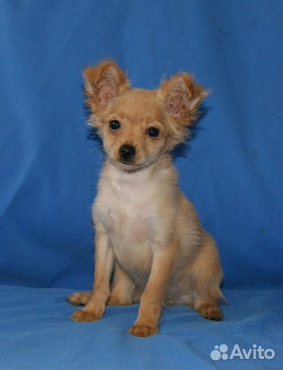 Мини тойчик