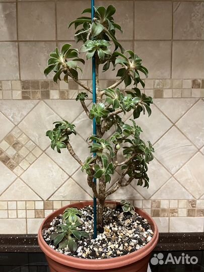 Эониум Декорум и компания