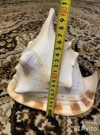 Ракушка, Раковина морская