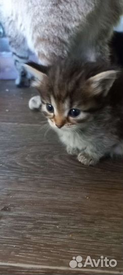 Котята в добрые руки бесплатно