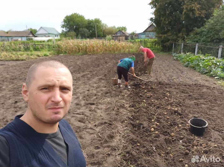 Продам картофель домашний