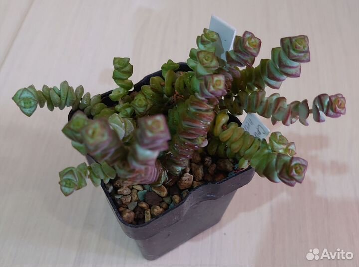 Суккуленты