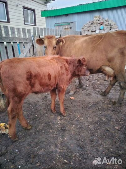 Корова с телёнком