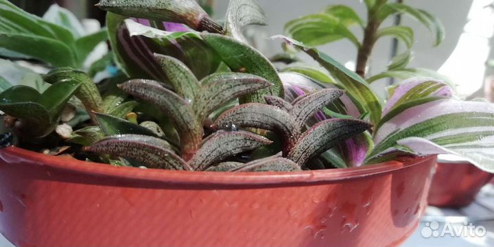 Традесканция тайская