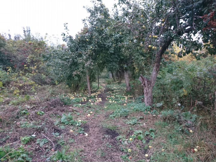 Дача 50 м² на участке 7 сот.