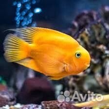 Попугаи желтые