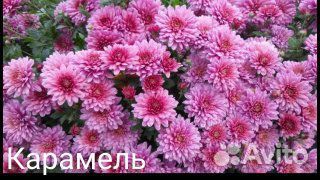 Хризантемы мультифлора