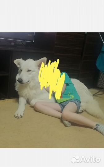 Белая Швейцарская овчарка