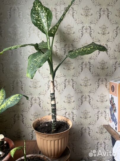 Диффенбахия