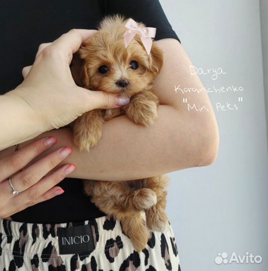 Мальтипу F1 mini Premium