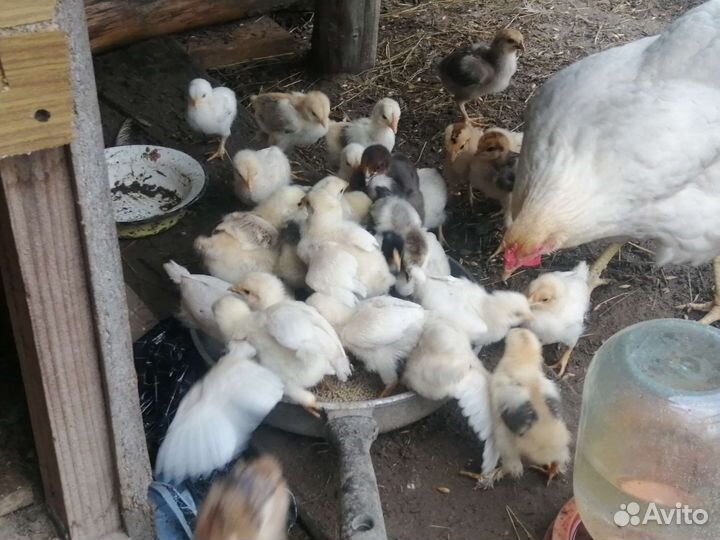 Цыплята