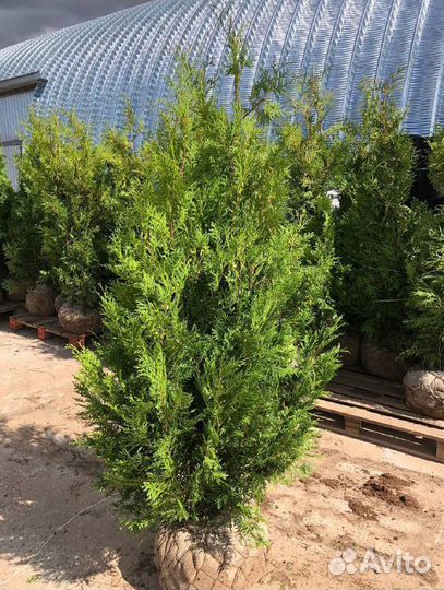 Туи из питомника