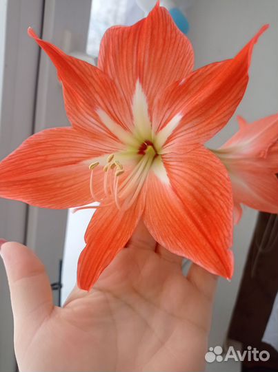 Гиппиаструм, каланхоэ