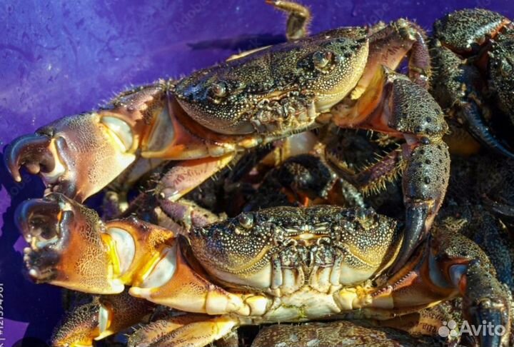 Краб свежий С доставкой