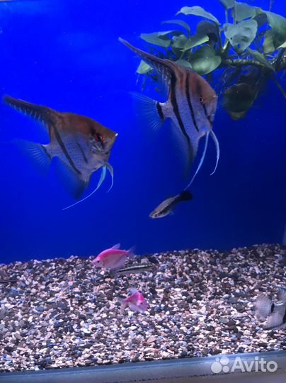 Аквариумные рыбки, корм Tetra