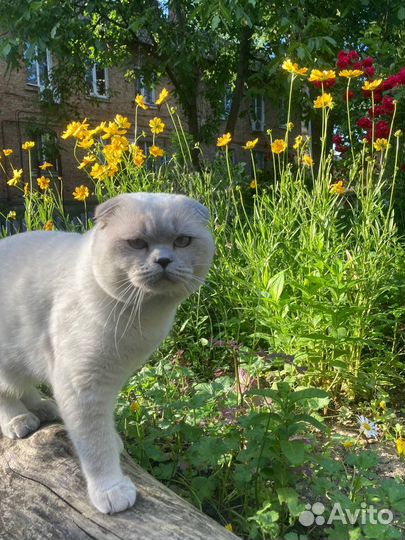 Шотландский вислоухий кот вязка