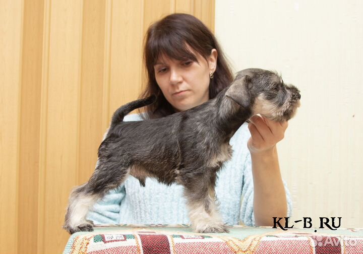 Щенки цвергшнауцера