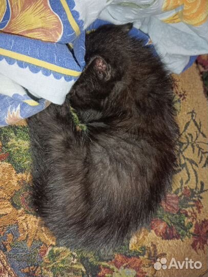 Котёнок