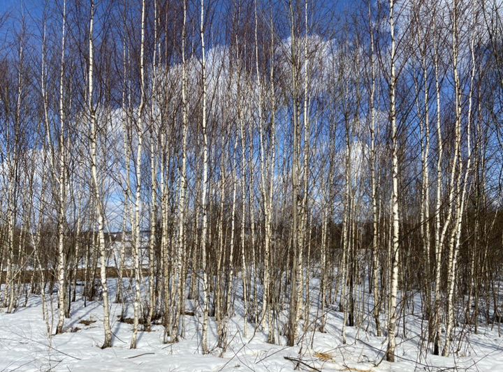 Участок 12 сот. (ИЖС)