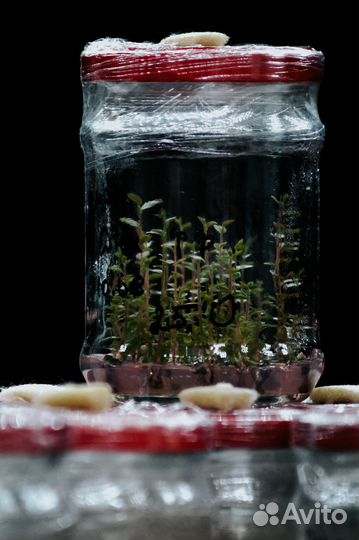 Саженцы полодовых и декоративных растений инвитро