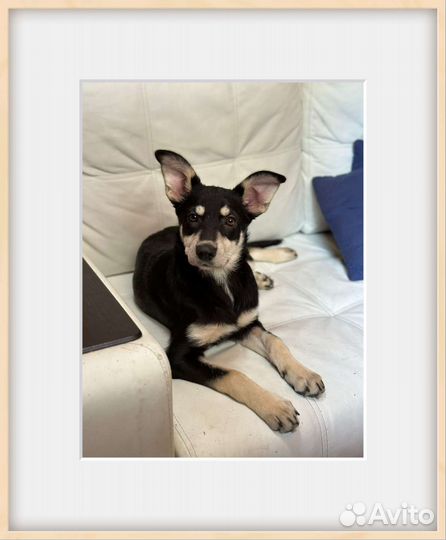 Самый лучший щенок