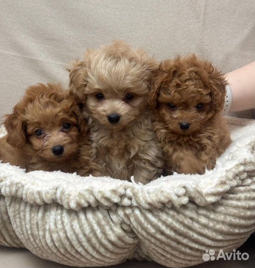 Мальтипу щенята